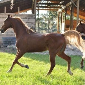 Meet your Posher, Kristin